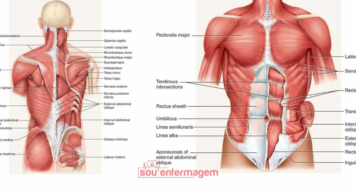 Anatomia Sistema Muscular 4161