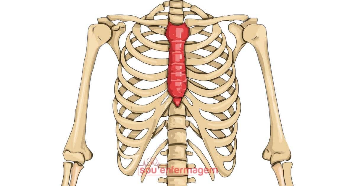 Грудная клетка какие кости. Грудина sternum. Грудная клетка Остеология. Анатомия Остеология грудная клетка. Изменение костей грудной клетки.