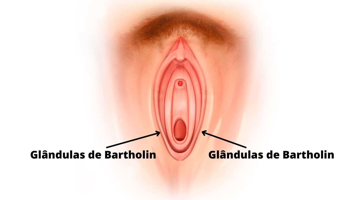 Glândulas de Bartholin - Sou Enfermagem